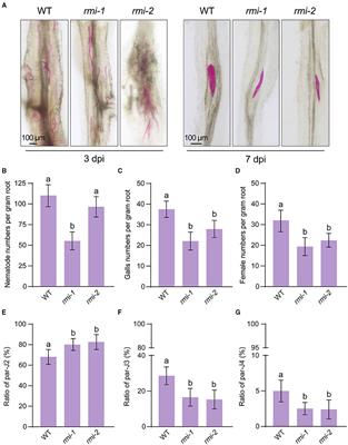 Nematode RALF-Like 1 Targets Soybean Malectin-Like Receptor Kinase to Facilitate Parasitism